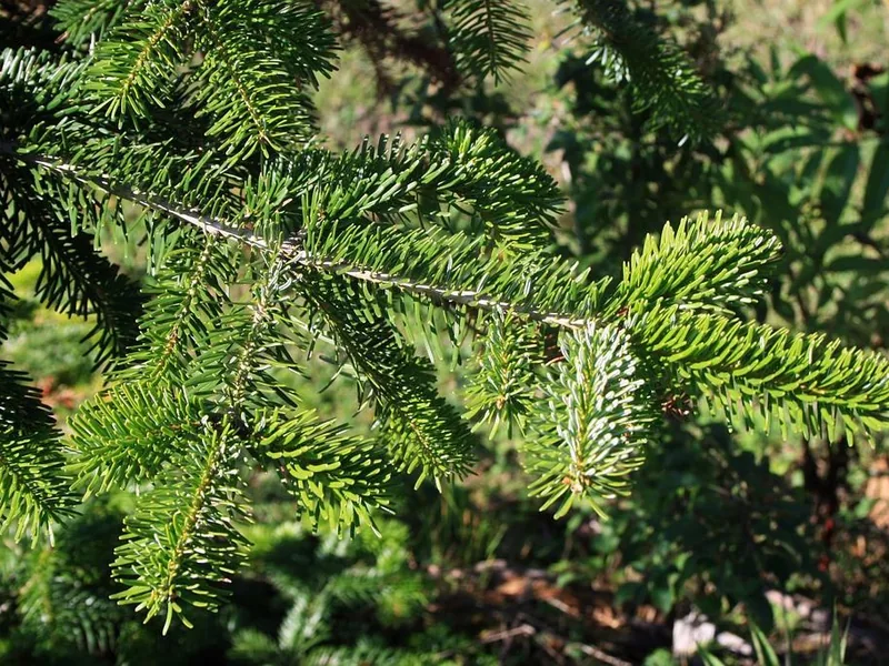 Cultivo y cuidados botánicos de Coniferas: Guía Completa de Cuidados, Riego y Cultivo