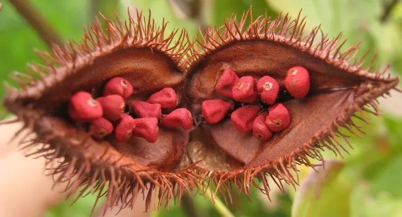 Hierbas aromáticas latinoamericanas y andinas tradicionales