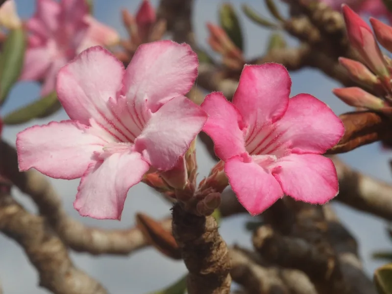 Cultivo y cuidados botánicos de Deserticas Exoticas: Guía Completa de Cuidados, Riego y Cultivo