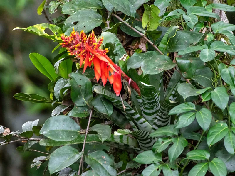 Cultivo y cuidados botánicos de Bromelias Exoticas: Guía Completa de Cuidados, Riego y Cultivo