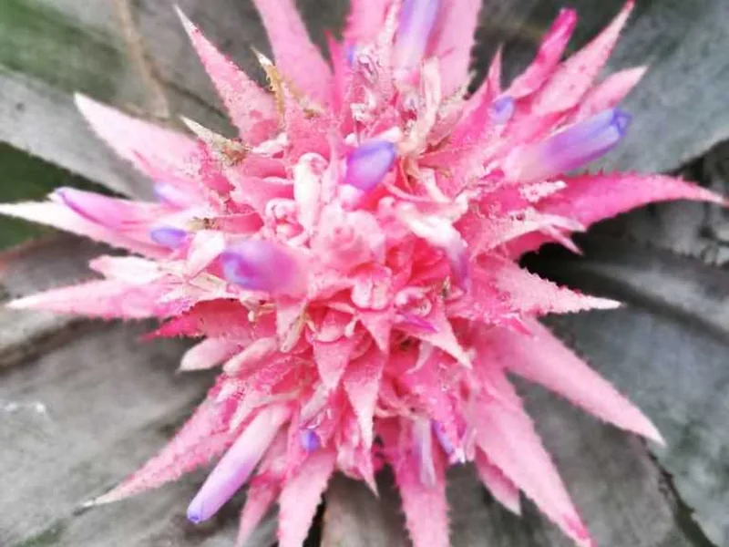 Cultivo y cuidados botánicos de Bromelias: Guía Completa de Cuidados, Riego y Cultivo