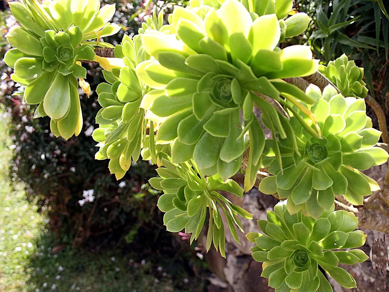 Cultivo y cuidados botánicos de Cactus y Suculentas de Exterior: Guía Completa de Cuidados, Riego y Cultivo