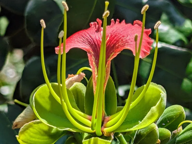 Cultivo y cuidados botánicos de Arboles Exoticos: Guía Completa de Cuidados, Riego y Cultivo