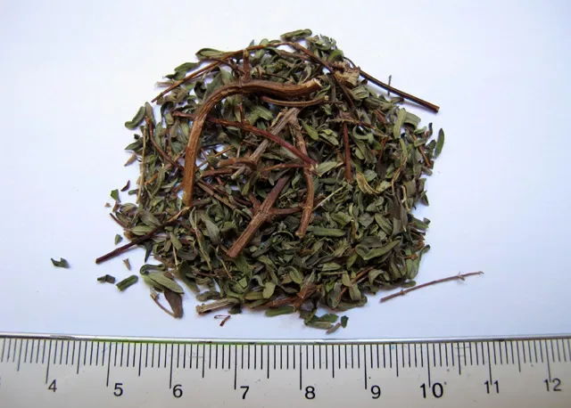 Cultivo y cuidados botánicos de Muña Muña