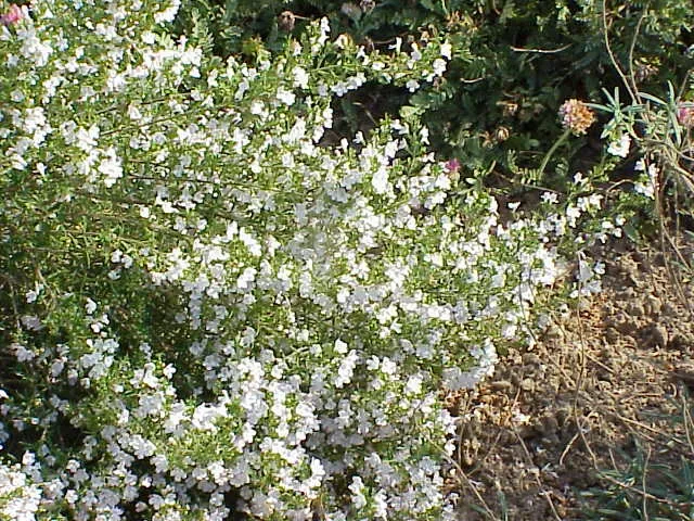 Aromáticas de clima mediterráneo y sol pleno