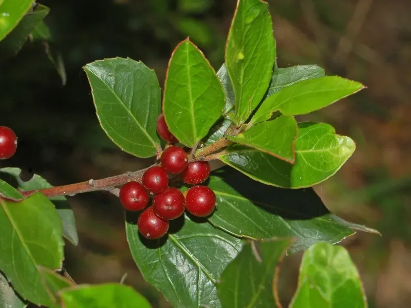 Cuidados de arbustos aromáticos leñosos