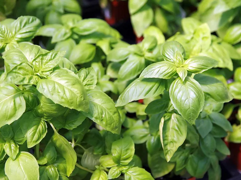 Cultivo de aromáticas de interior en maceta
