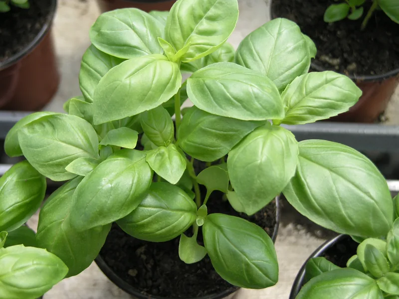 Aromáticas raras y variedades botánicas de colección