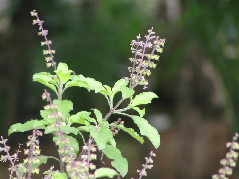 Cultivo y cuidados botánicos de especies para aceites esenciales