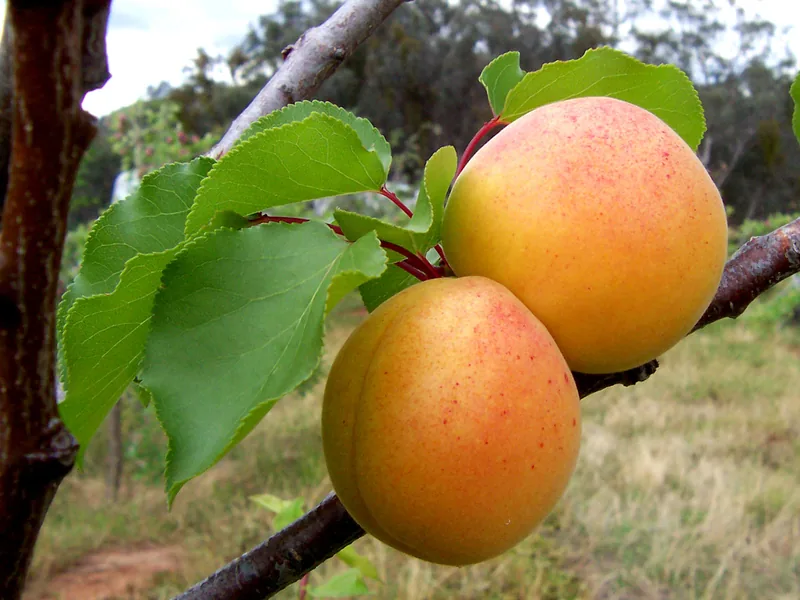 Cultivo y cuidados botánicos de Arboles Frutales: Guía Completa de Cuidados, Riego y Cultivo