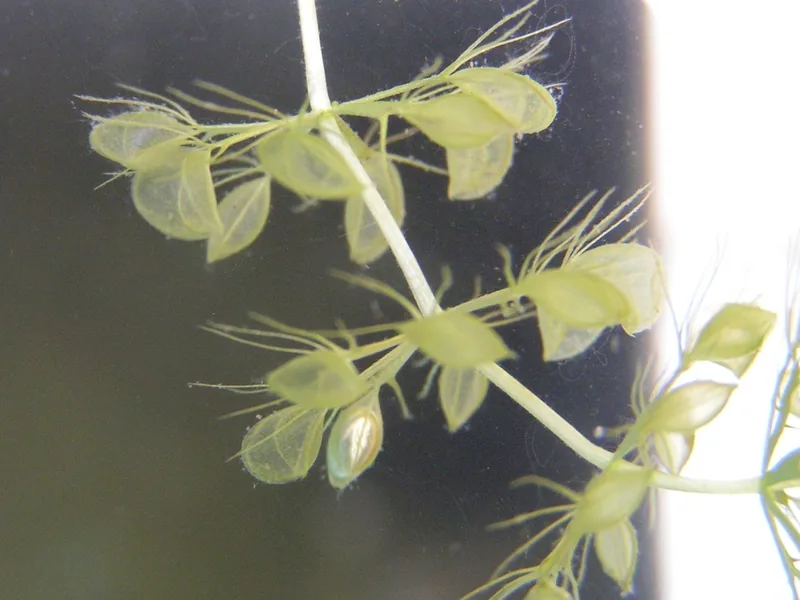 Cultivo y cuidados botánicos de Carnivoras Exoticas: Guía Completa de Cuidados, Riego y Cultivo