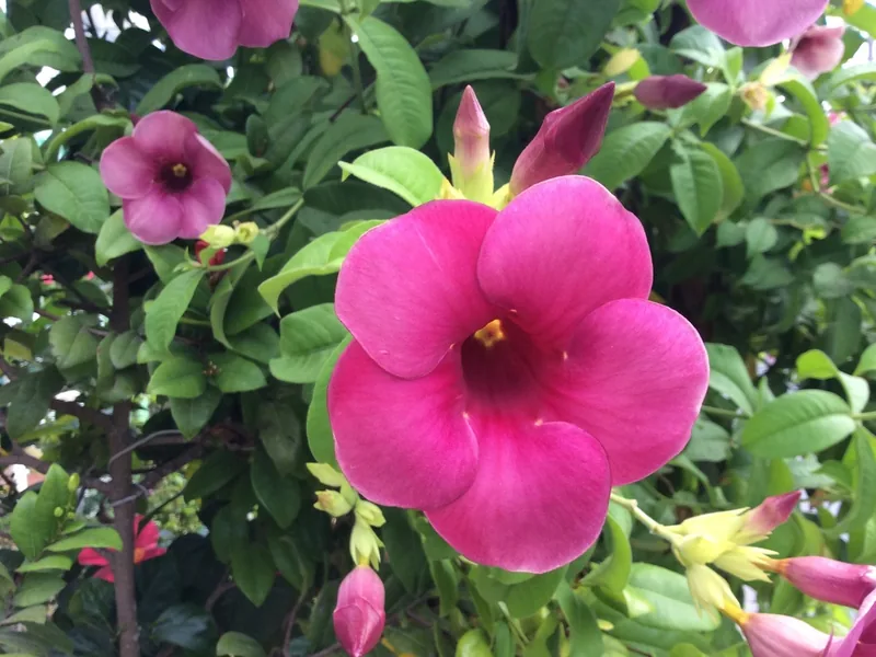 Cultivo y cuidados botánicos de Enredaderas Florales: Guía Completa de Cuidados, Riego y Cultivo