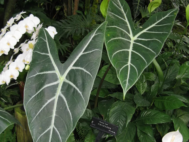 Cultivo y cuidados botánicos de Follaje Decorativo: Guía Completa de Cuidados, Riego y Cultivo