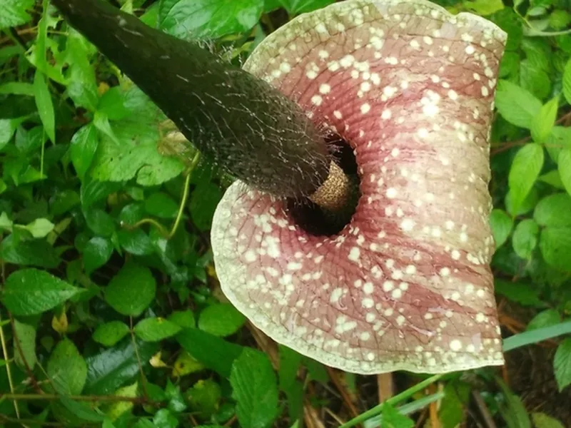 Cultivo y cuidados botánicos de Curiosas Extranas: Guía Completa de Cuidados, Riego y Cultivo