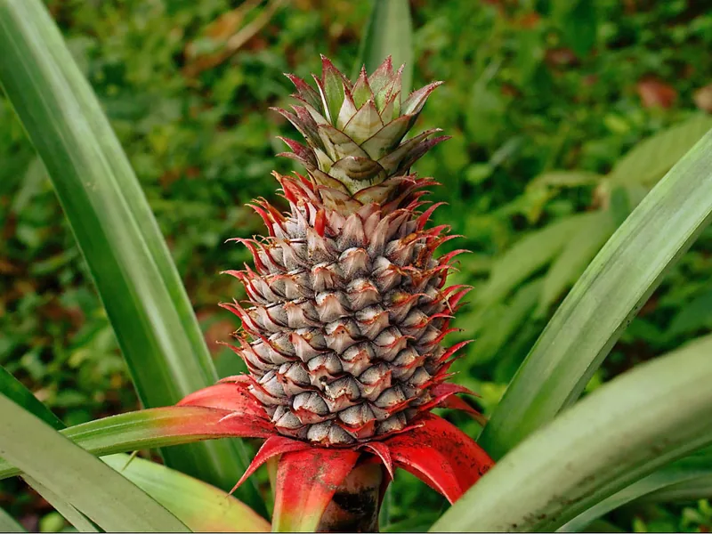 Cultivo y cuidados botánicos de Ananas Comosus Variegado