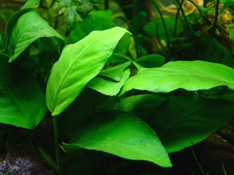 Cultivo y cuidados botánicos de Acuaticas: Guía Completa de Cuidados, Riego y Cultivo