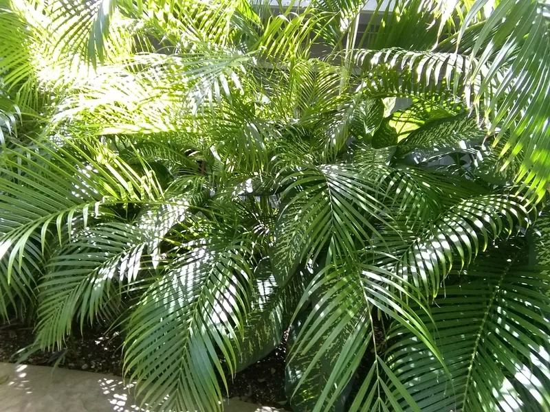 Cultivo y cuidados botánicos de Palma Areca