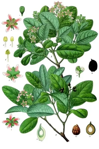 Hierbas medicinales y plantas aromáticas curativas