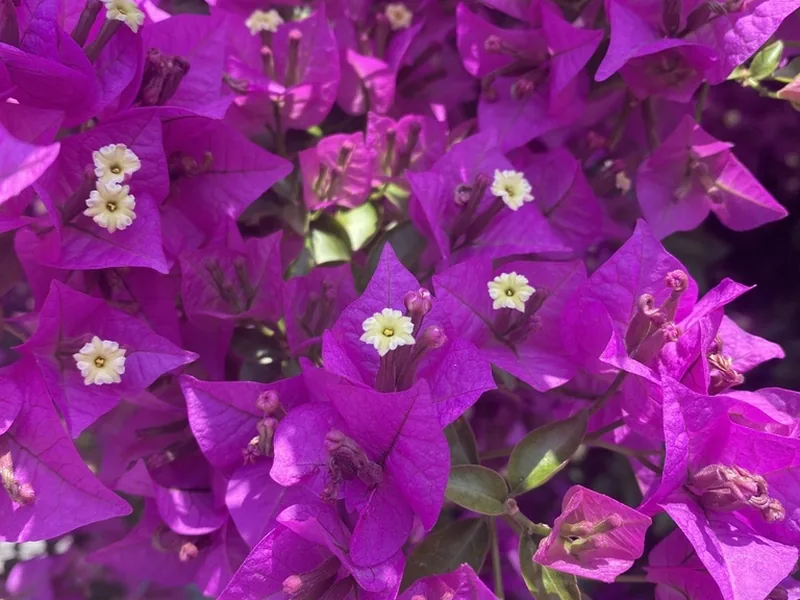 Cultivo y cuidados botánicos de Bougainvillea Glabra