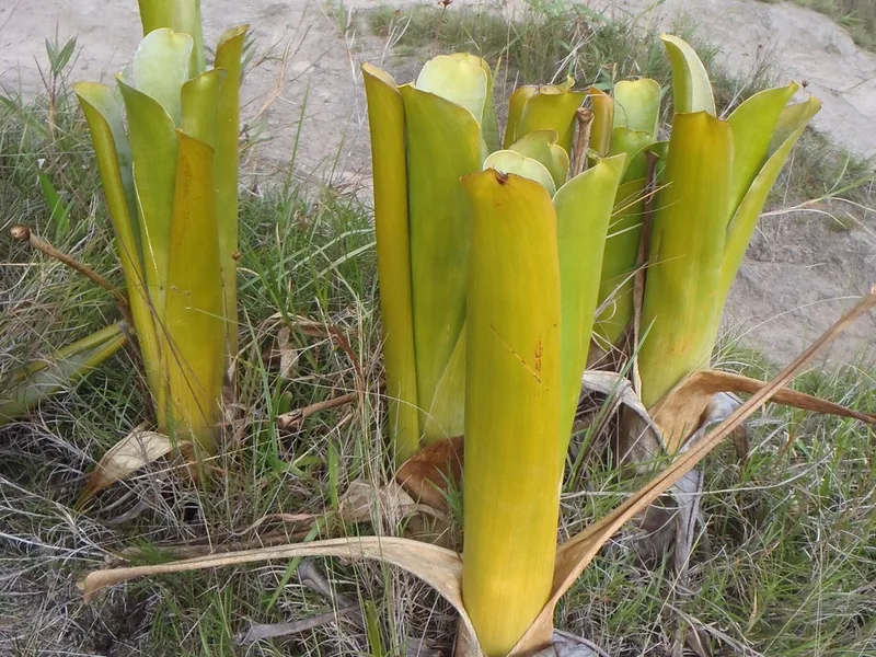Cultivo y cuidados botánicos de Plantas Carnívoras: Guía Completa de Cuidados, Riego y Cultivo
