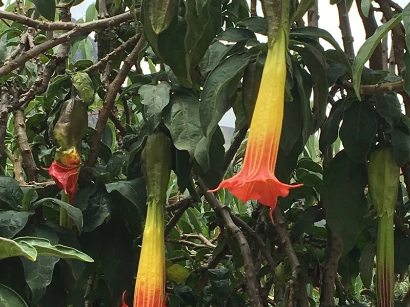 Cultivo y cuidados botánicos de Flores Gigantes: Guía Completa de Cuidados, Riego y Cultivo