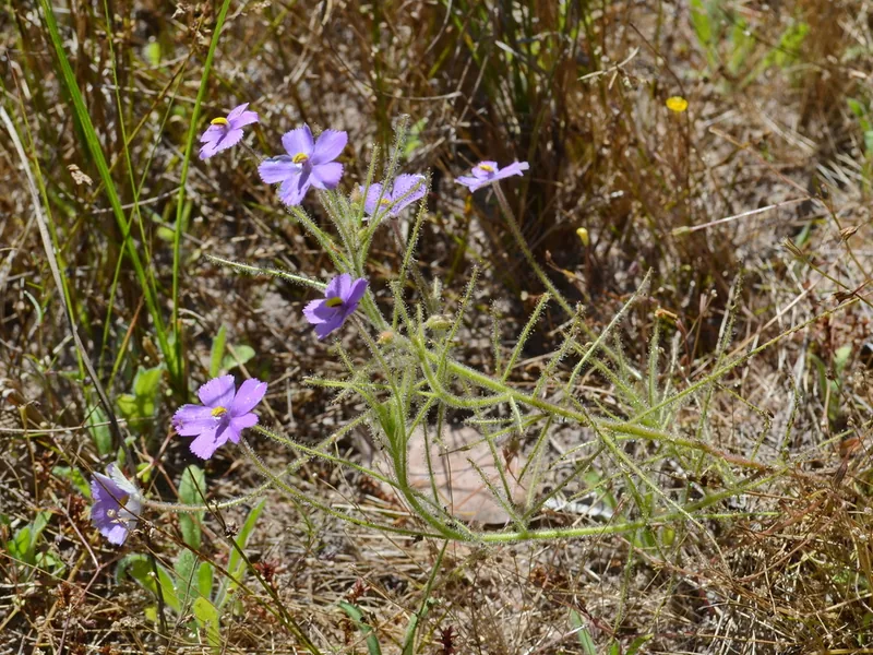 Cultivo y cuidados botánicos de Carnivoras De Interior: Guía Completa de Cuidados, Riego y Cultivo