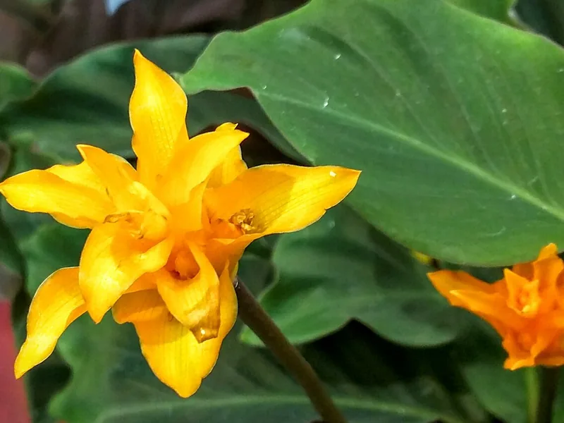 Cultivo y cuidados botánicos de Calatheas Marantas: Guía Completa de Cuidados, Riego y Cultivo