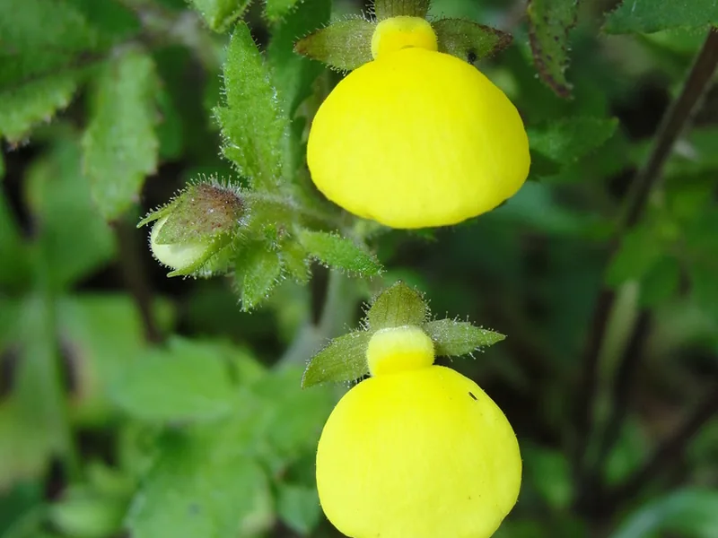 Cultivo y cuidados botánicos de Zapatito de Venus