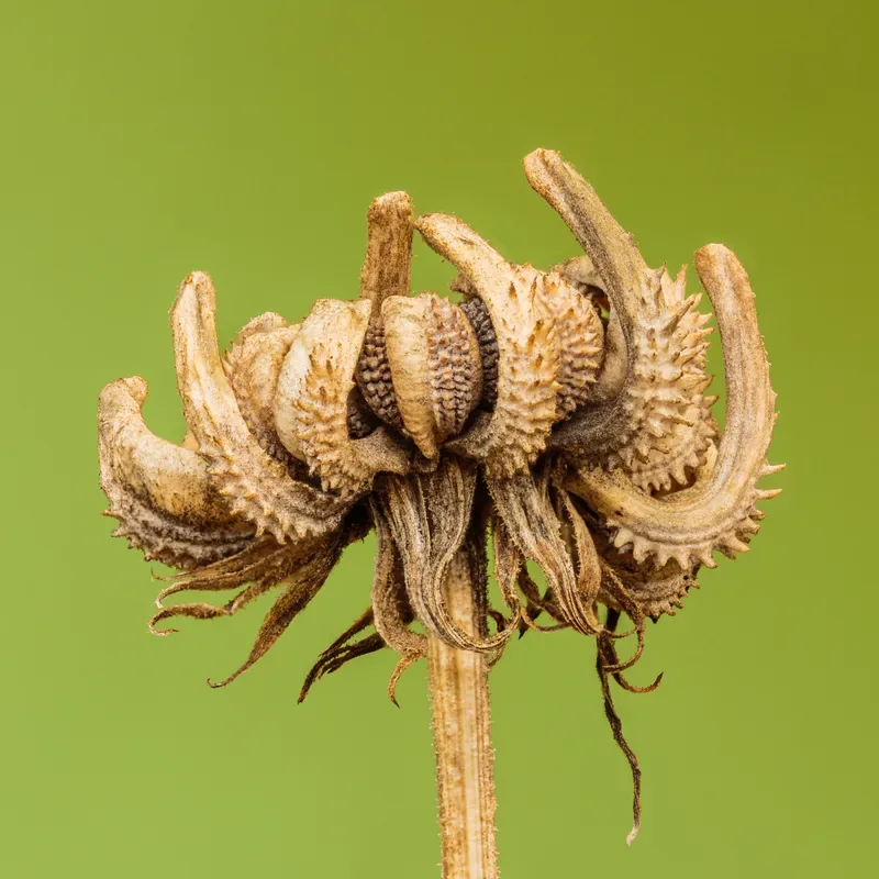 Cultivo y cuidados botánicos de Caléndula