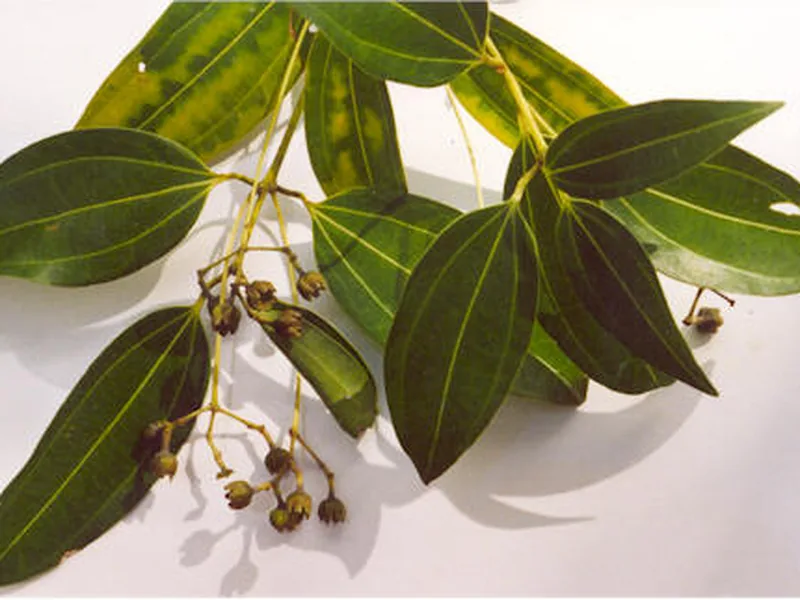 Cultivo y cuidados botánicos de Canela de Ceilán