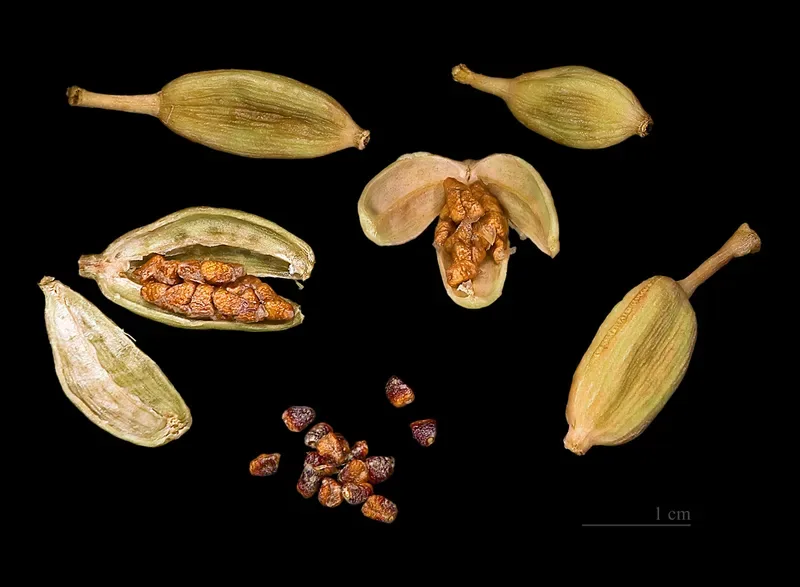Cultivo y cuidados botánicos de Cardamomo
