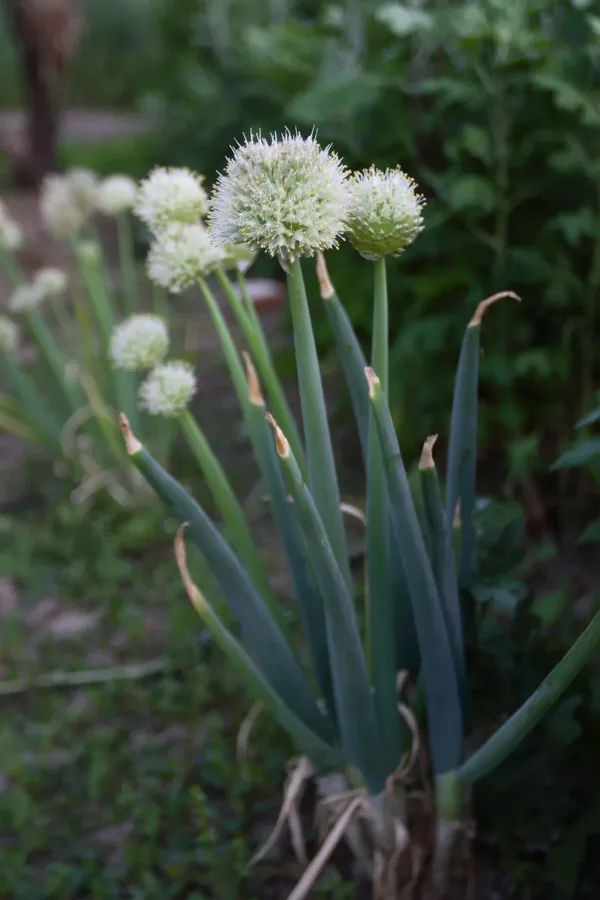 Cultivo y cuidados botánicos de Cebolla tierna