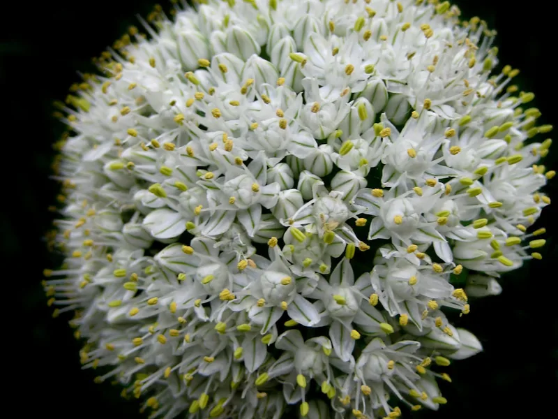 Cultivo y cuidados botánicos de Cebolla