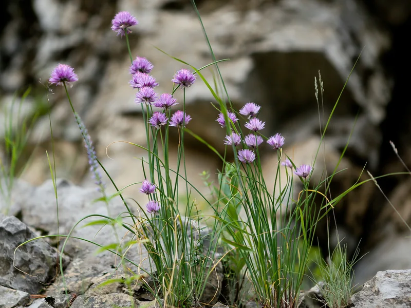 Cultivo y cuidados botánicos de Cebollin