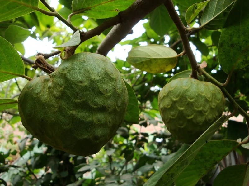 Cultivo y cuidados botánicos de Chirimoya