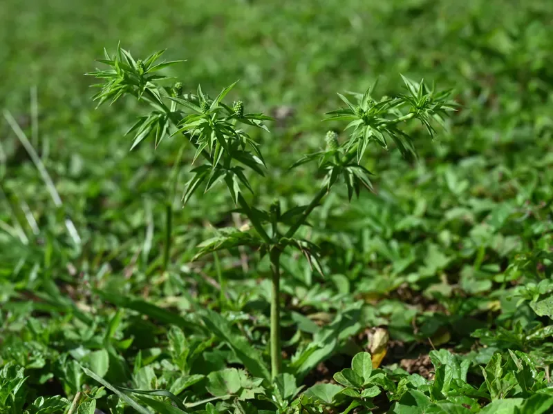 Cultivo y cuidados botánicos de Cilantro De Hoja Ancha