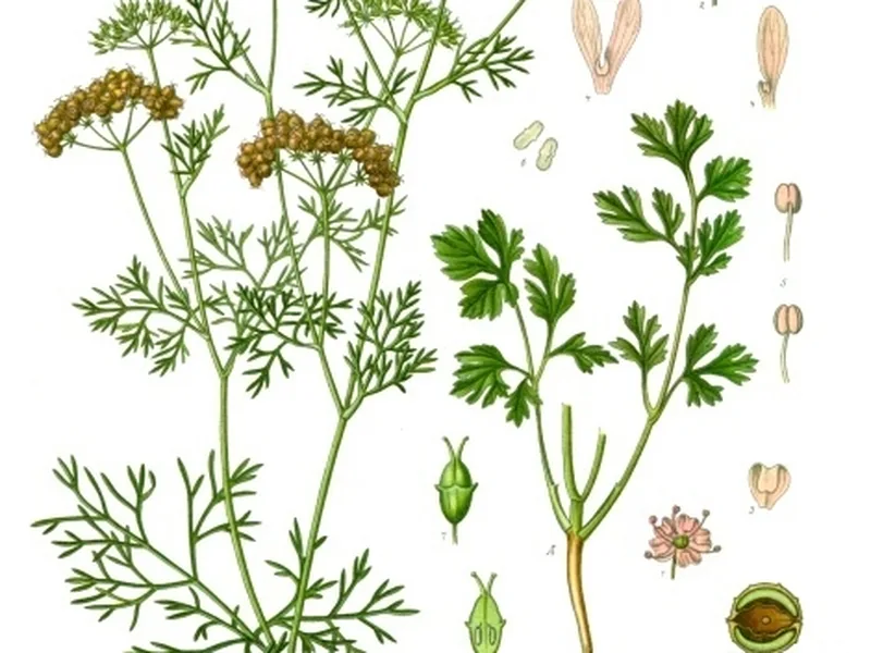 Cultivo y cuidados botánicos de Cilantro Etiope