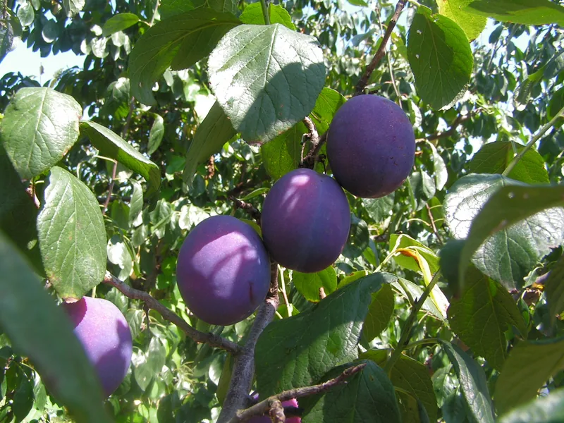 Cultivo y cuidados botánicos de Ciruelo