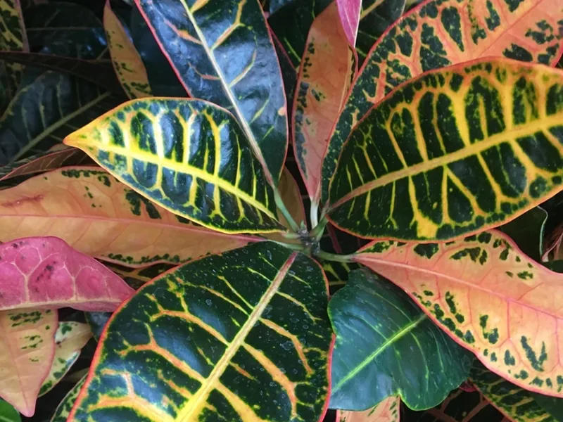 Cultivo y cuidados botánicos de Crotón