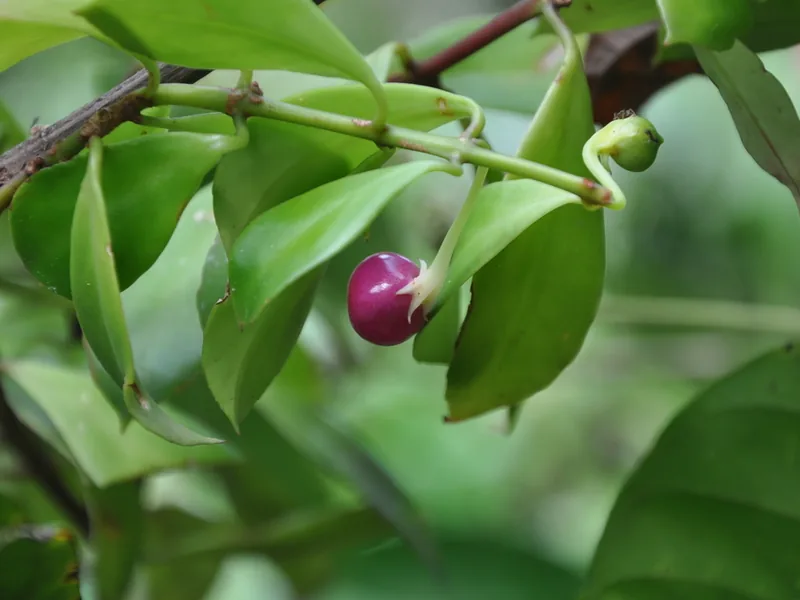 Cultivo y cuidados botánicos de Codonanthe
