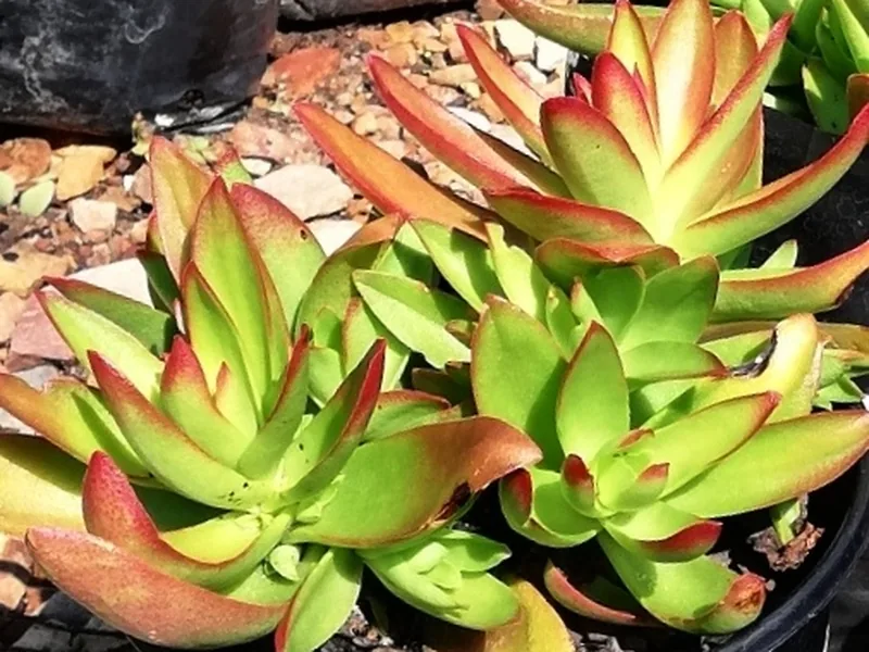 Cultivo y cuidados botánicos de Crassula Campfire