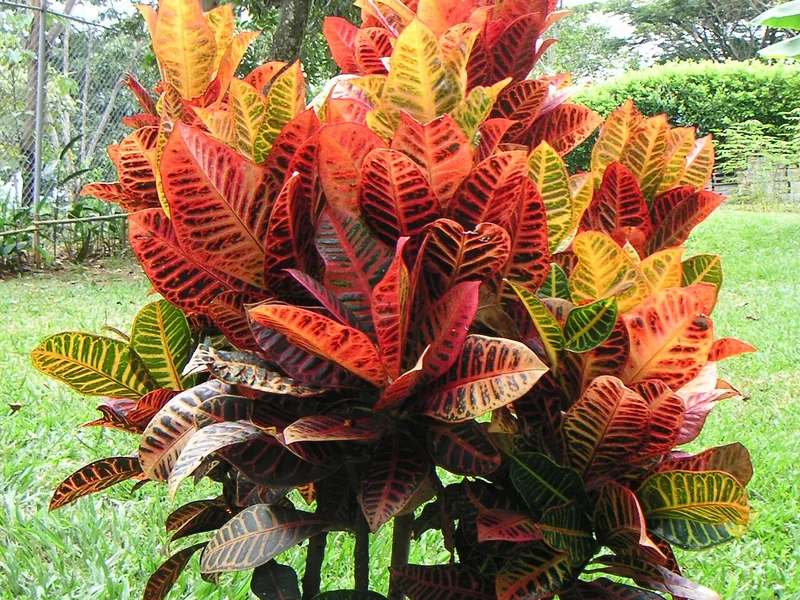 Cultivo y cuidados botánicos de Crotón Petra