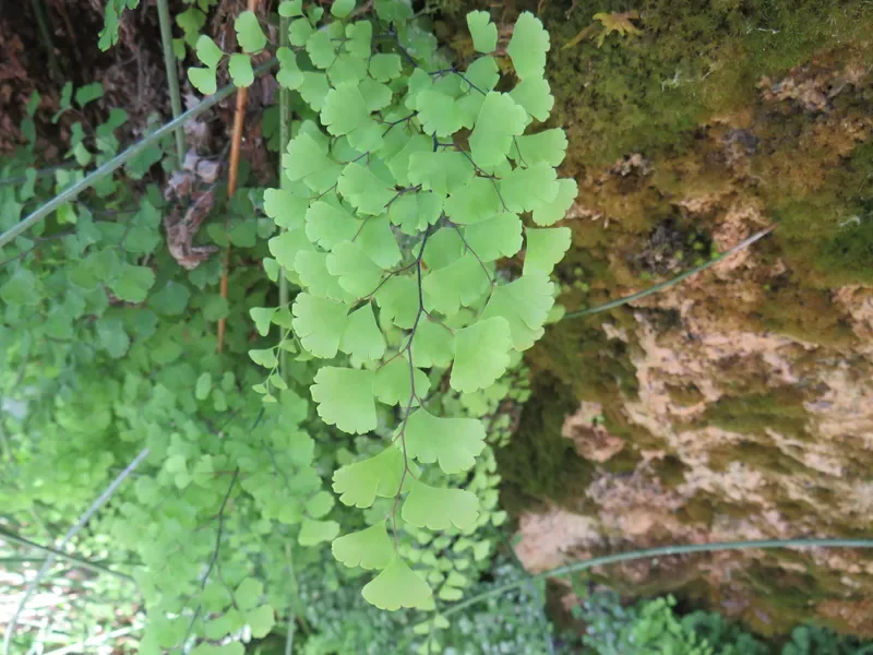 Cultivo y cuidados botánicos de Culantrillo