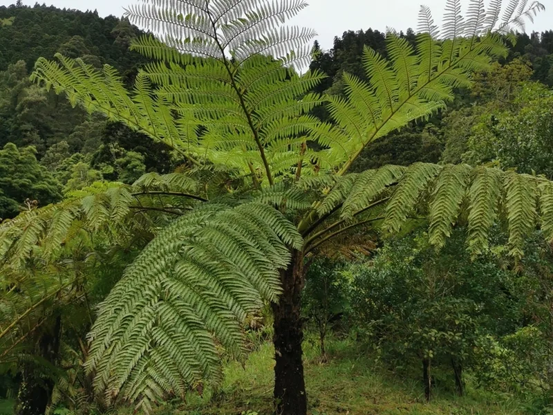 Cultivo y cuidados botánicos de Helecho arbóreo australiano