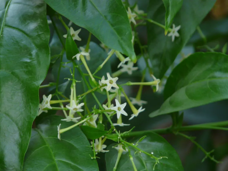Cultivo y cuidados botánicos de Dama de noche