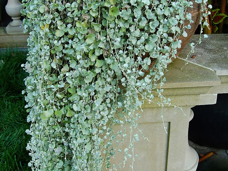 Cultivo y cuidados botánicos de Dichondra plateada