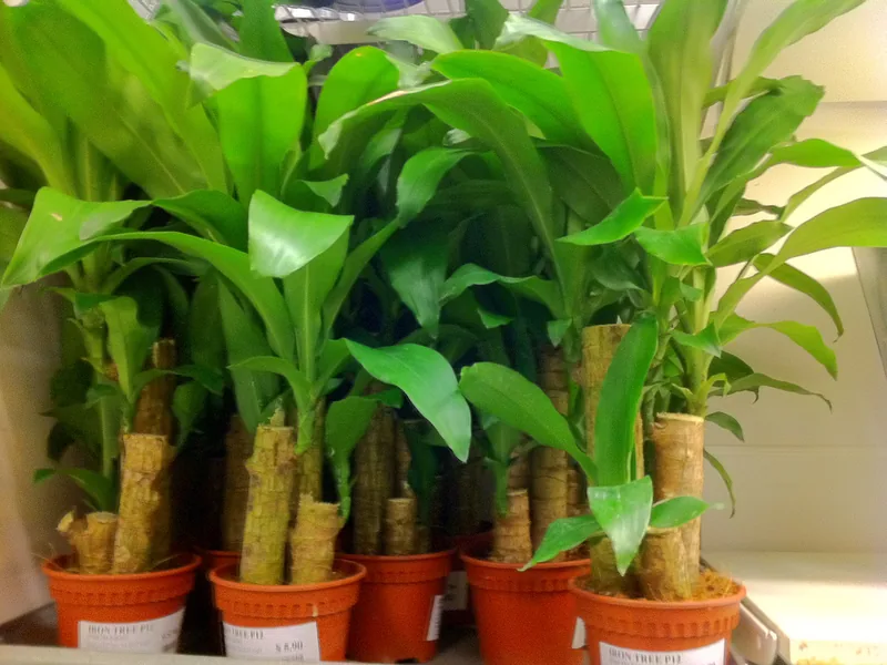 Cultivo y cuidados botánicos de Dracaenas: Guía Completa de Cuidados, Riego y Cultivo