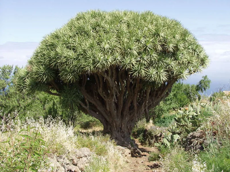 Cultivo y cuidados botánicos de Drago