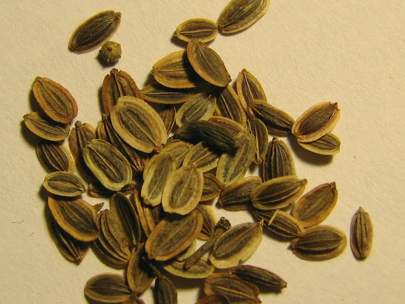 Cultivo y cuidados botánicos de Eneldo