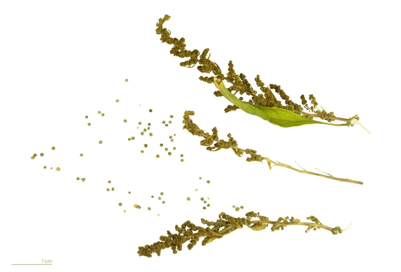 Cultivo y cuidados botánicos de Epazote